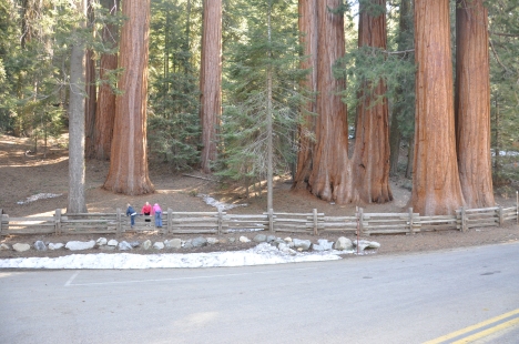 big-trees-smaller-grove-with-kids